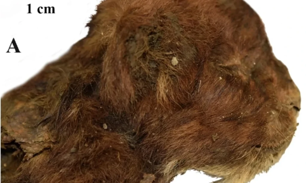 Scientists Discover 35,000-Year-Old Saber-Toothed Kitten in Siberian Permafrost